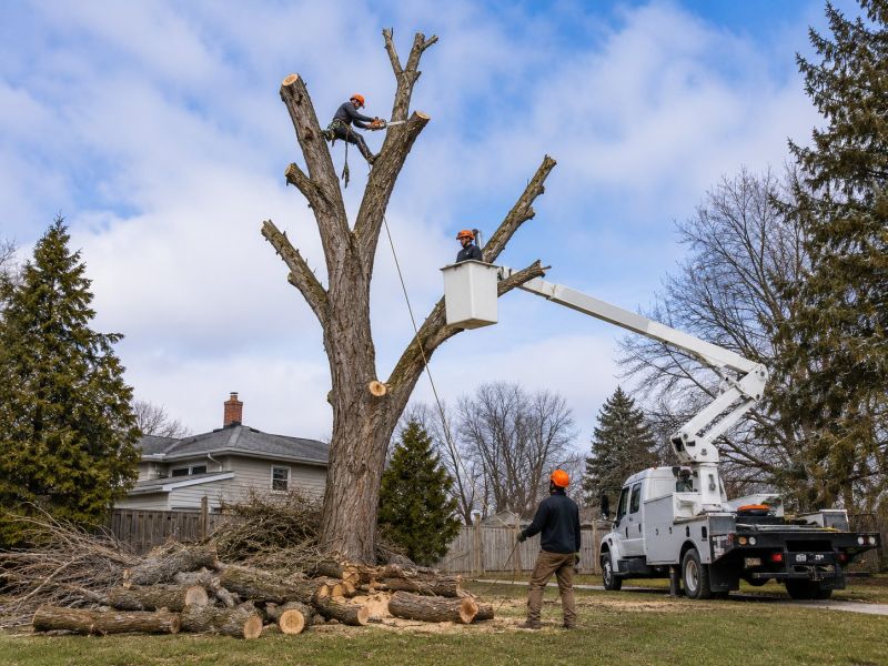 Elm Tree Removal in Allentown, PA