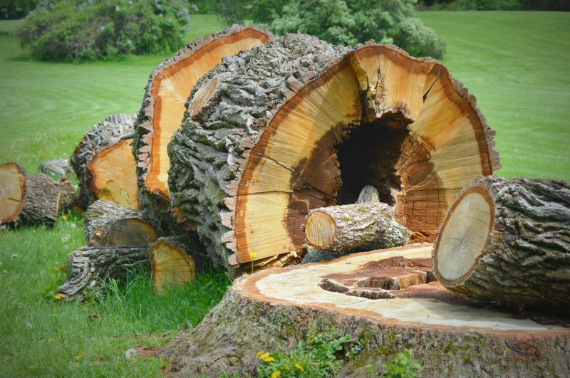 Bush Stump Removal detail