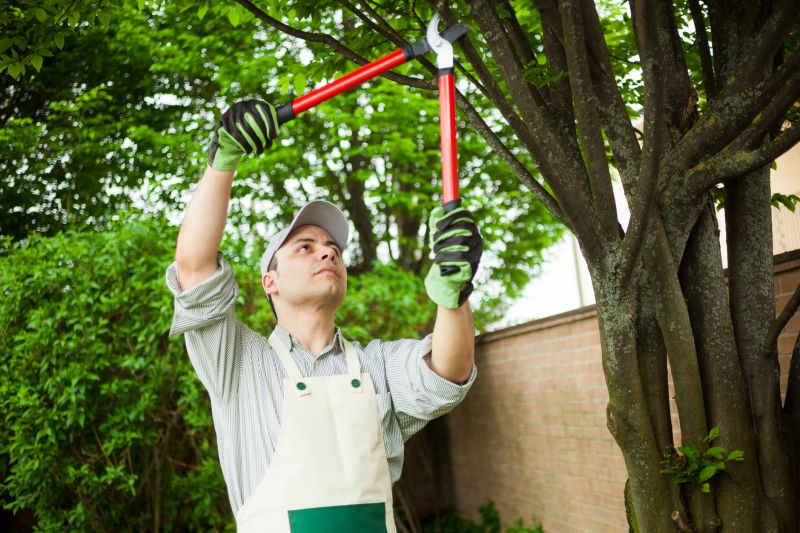 Magnolia Tree Pruning in Reno, NV