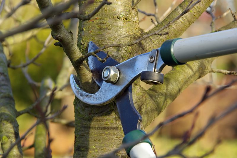 Tree Lopping Service in Reno, NV