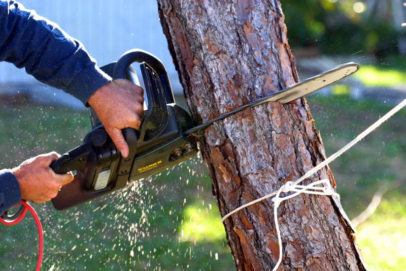Tree Removal Service in Allentown, PA