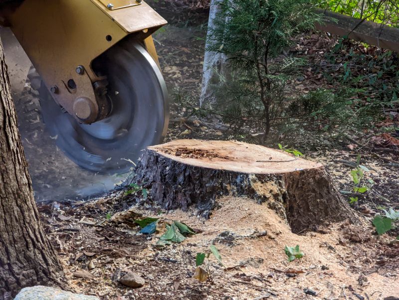 Tree Root Grinding in Prince Georges County, MD