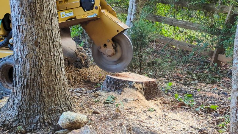 Tree Root Grinding in Prince Georges County, MD