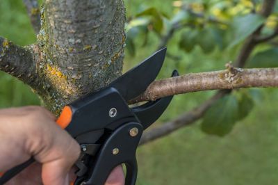 Tree Shearing in Reno, NV