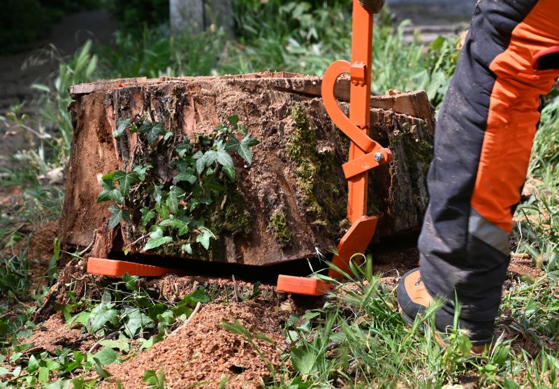 Stump Removal Service